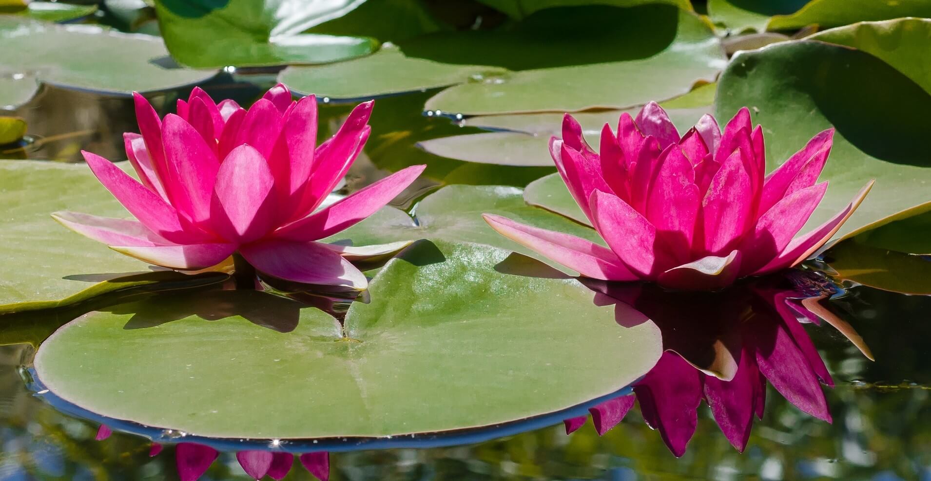 water plants