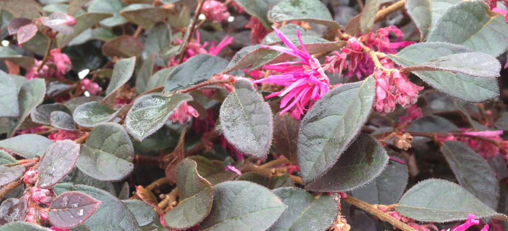 Loropetalum