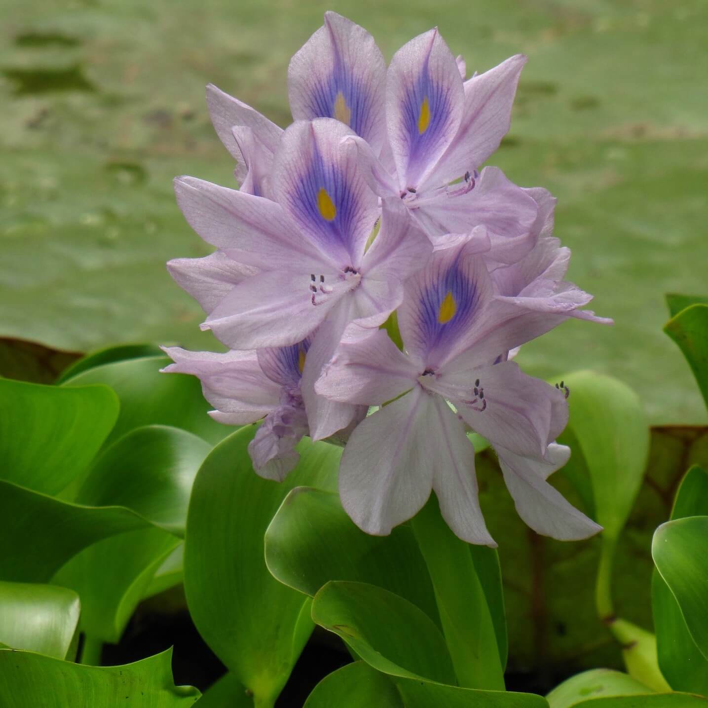 Submerged And Floating Water Plants For Your Pond Willow Ridge 