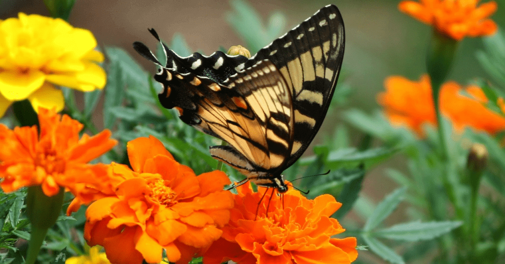 attract butterflies