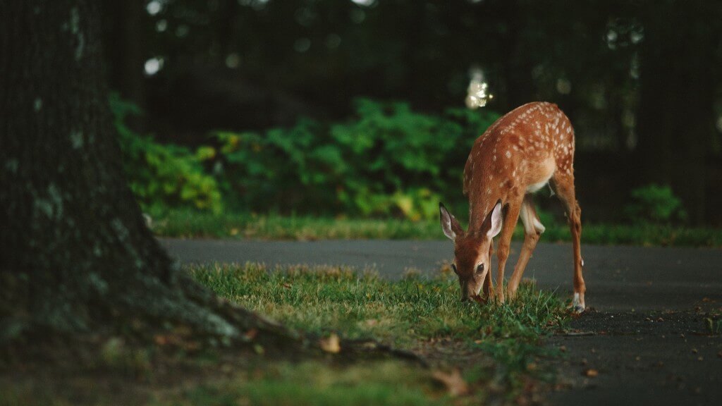 Minimizing Deer Damage