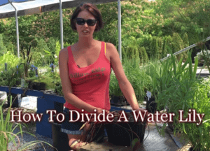 Divide A Water Lily