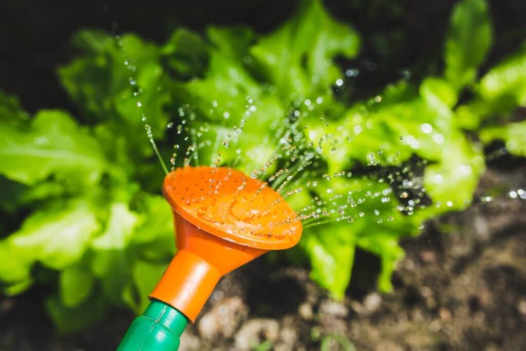 Water Your Plants