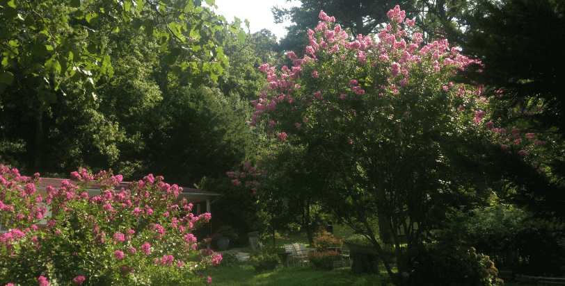 Crape Myrtle