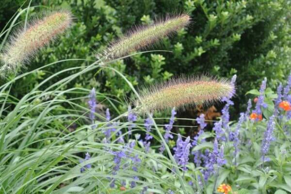 grasses ornamental grass fountain tennessee outstanding three dwarf landscapes willow