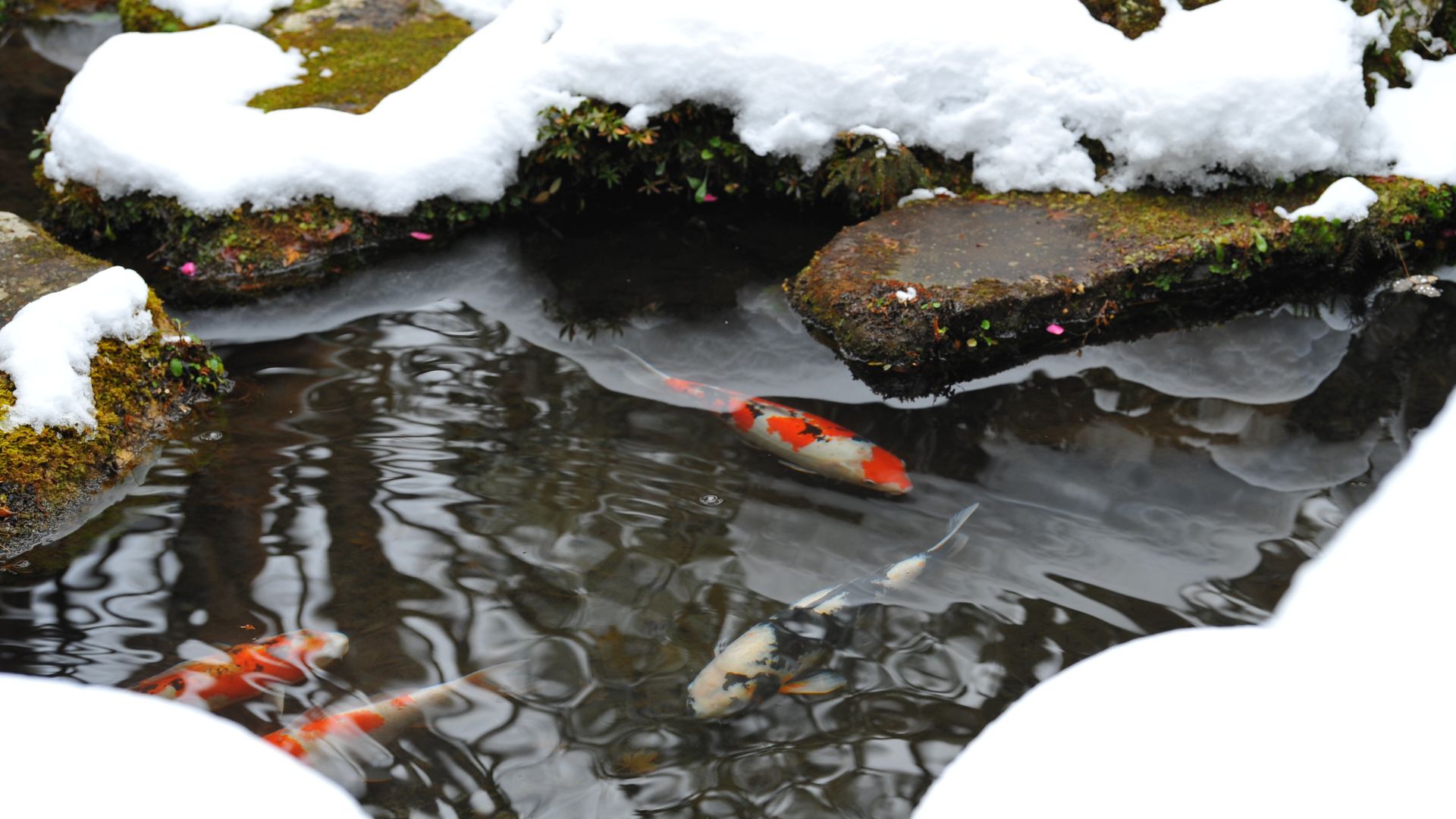 Willow Ridge Garden Center-Knoxville-Tennessee-winter pond with fish