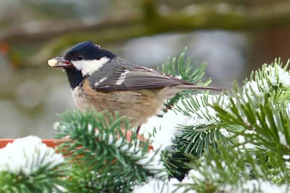 Help Birds In Winter