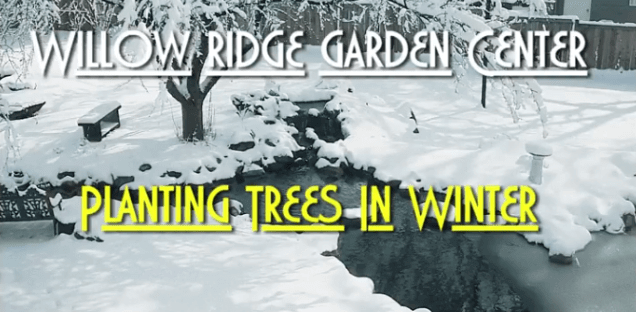 Planting Trees and Shrubs During Winter