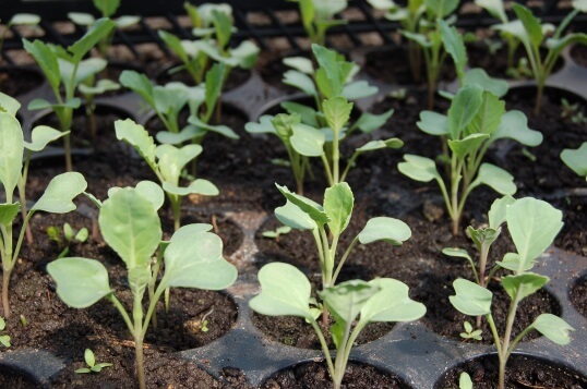 sow seeds indoors