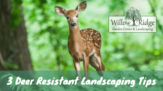 Deer Resistant Landscaping