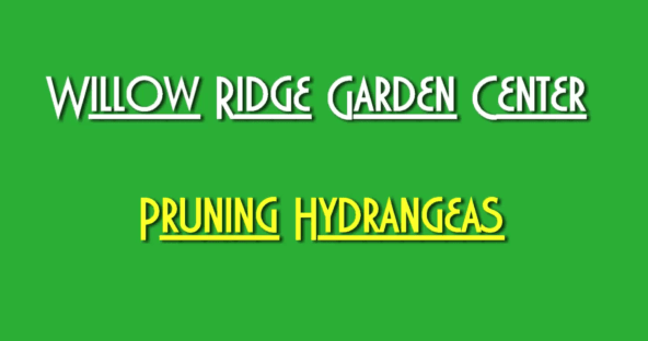 Prune Hydrangeas