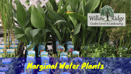 Shallow Water Marginal Plants