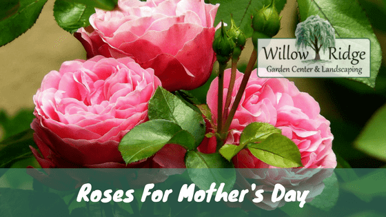 roses for mother's day