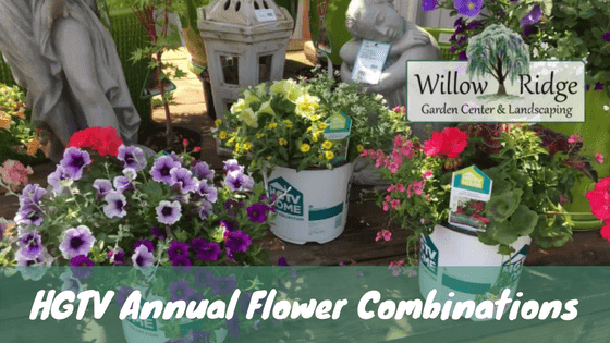 decorative annual flower combinations