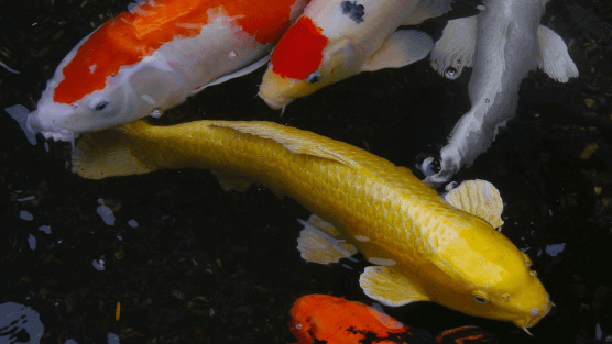 Best best sale koi fish