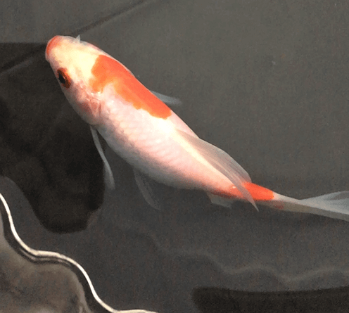 Sarasa Comet