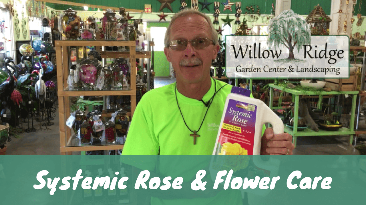 systemic rose and flower care