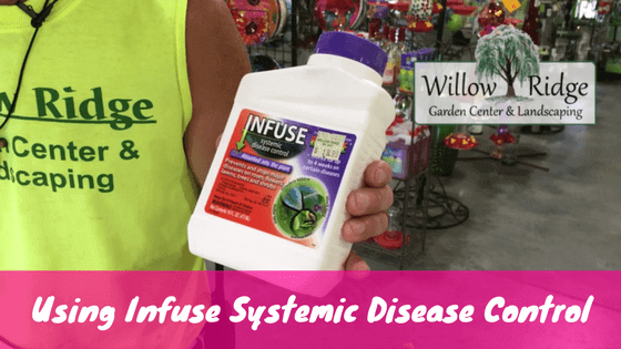 infuse systemic disease control