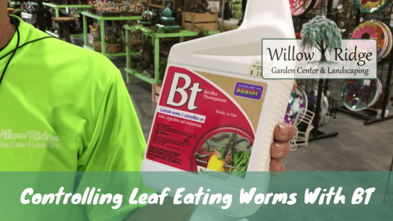 Controlling Leaf Eating Worms