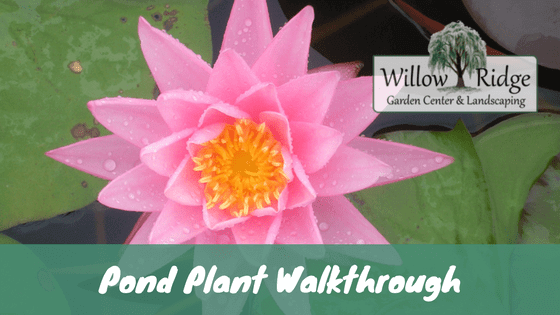 pond plant walkthrough