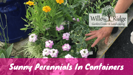 sun perennial containers