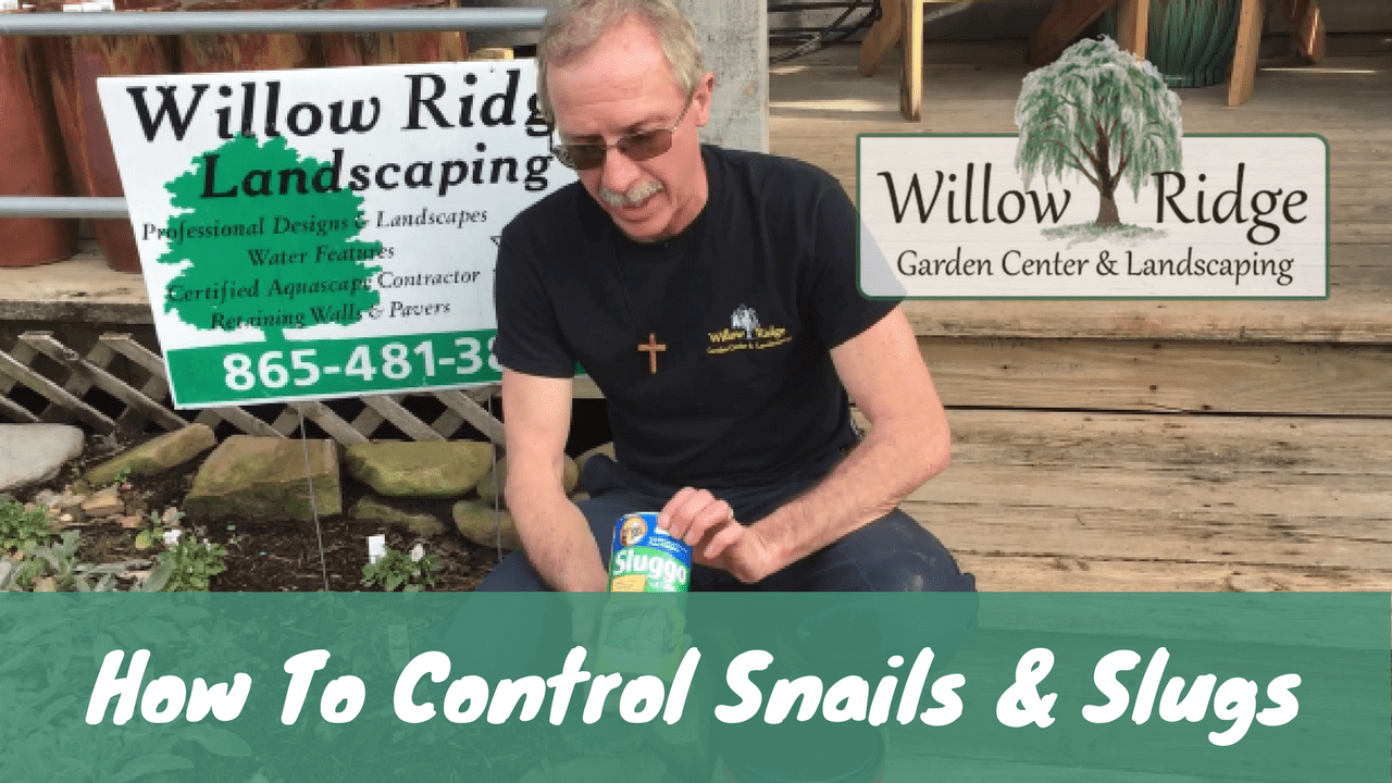 how to control snails and slugs