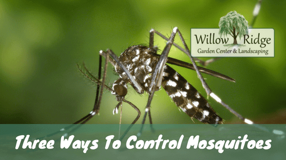 control mosquitoes