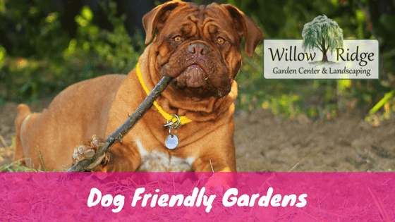 dog friendly gardens