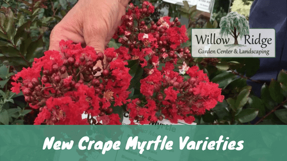 new crape myrtle varieties