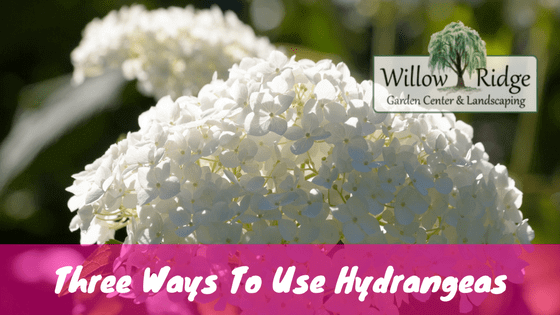 three ways to use hydrangeas