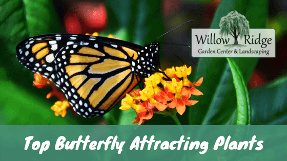 butterfly attracting plants