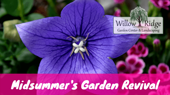 garden revival