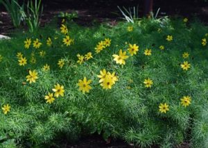 Coreopsis