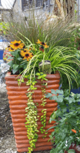 container plantings