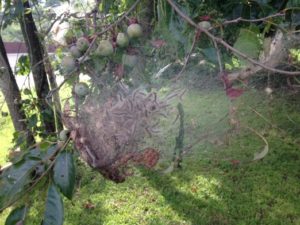 control fall webworm