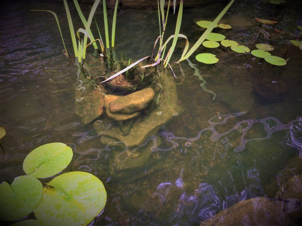 How To Get Rid Of Pea Soup Algae Willow Ridge Garden Center & Landscaping