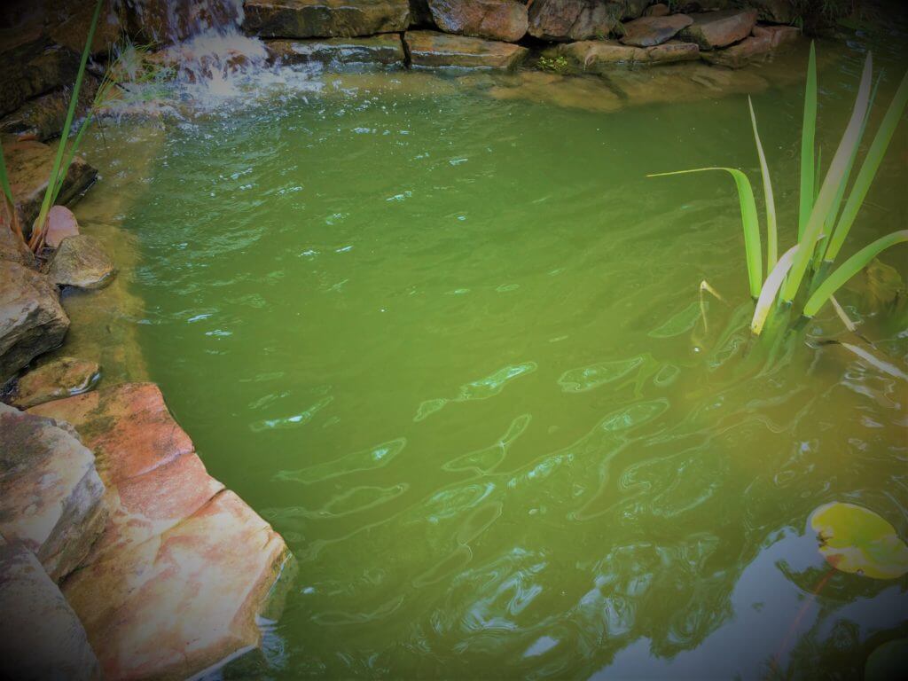 How To Get Rid Of Pea Soup Algae Willow Ridge Garden Center & Landscaping