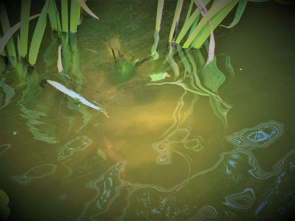 How To Get Rid Of Pea Soup Algae Willow Ridge Garden Center & Landscaping