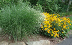 design with ornamental grasses