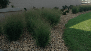 design with ornamental grasses