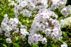 Tall Phlox