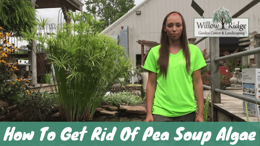 pea soup algae