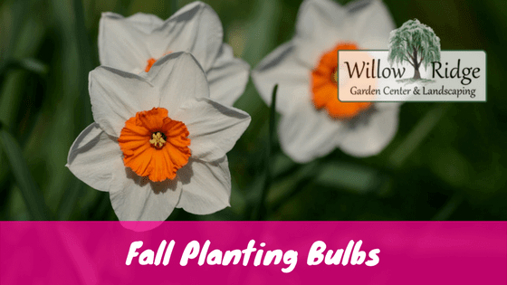 Fall Planting Bulbs
