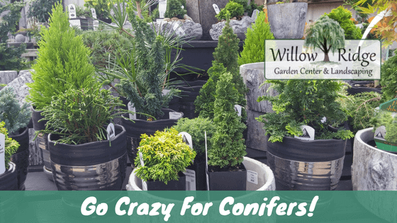 go crazy for conifers