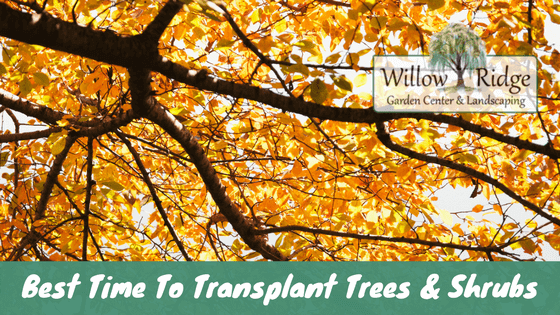 transplant trees and shrubs