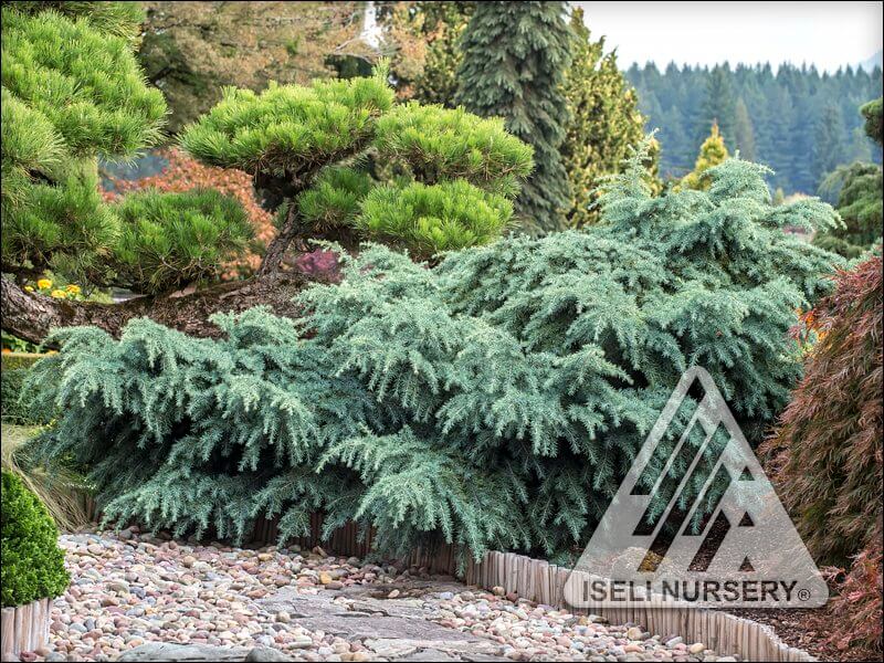 evergreen foliage color