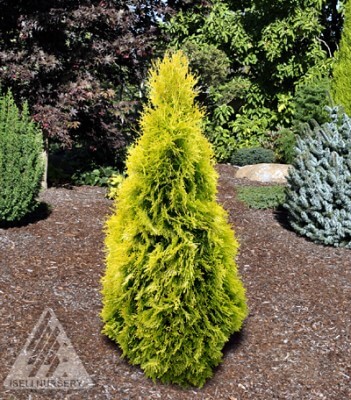 evergreen foliage color