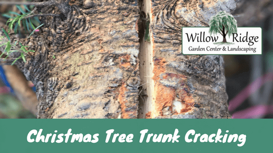 christmas tree trunk cracking