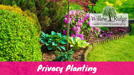 privacy planting