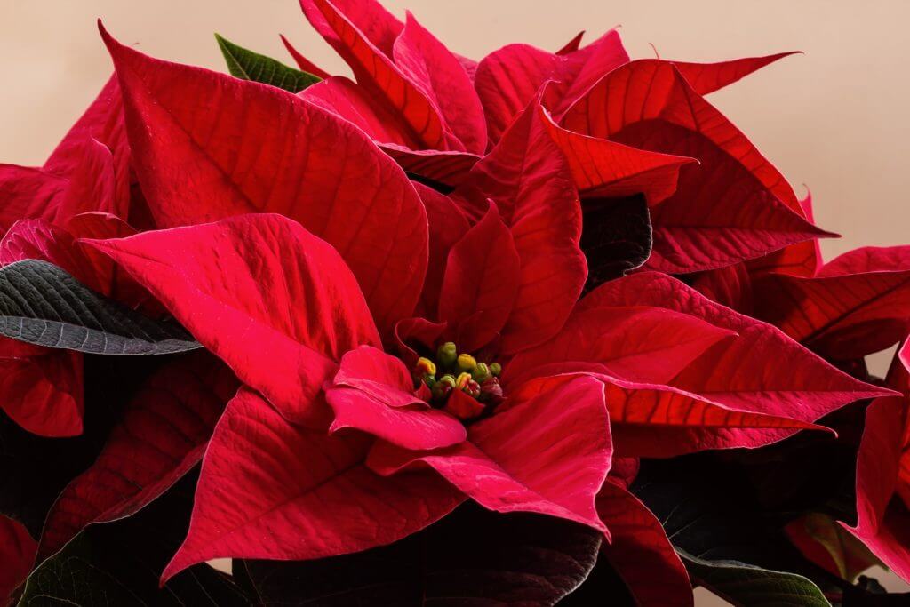 blooming holiday plants